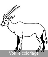 antilope image a imprimer et colorier