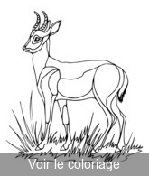 antilope crocquisa imprimer