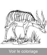antilope clip art a colorier