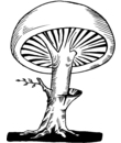 dessin 13 de champignon a imprimer