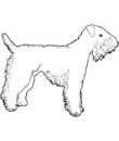 chien Kerry Blue Terrier