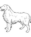 chien saint bernard blanc