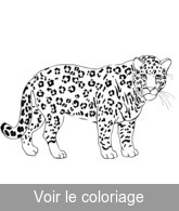 coloriage un trs beau jaguar