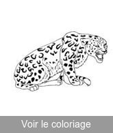 coloriage le rugissement du jaguar