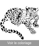 coloriage bebe leopard