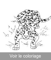 coloriage jaguar prêt à bondir