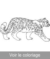 coloriage leopard des neiges
