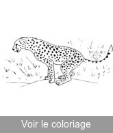 coloriage guepard guette ses proies en hauteur