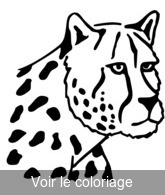 coloriage tête de léopard