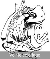 dessin gratuit grenouille réaliste
