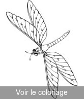 coloriage dessin de libellule à colorier 