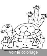 coloriage dessin tortue desert