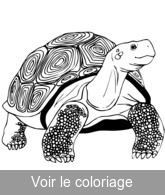 image belle tortue pour colorier