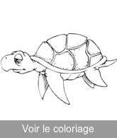 image gratuite tortue de mer a colorier