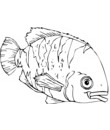 image poisson pour colorier